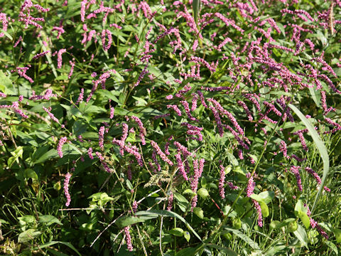 Persicaria longiseta