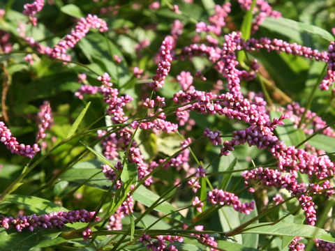 Persicaria longiseta