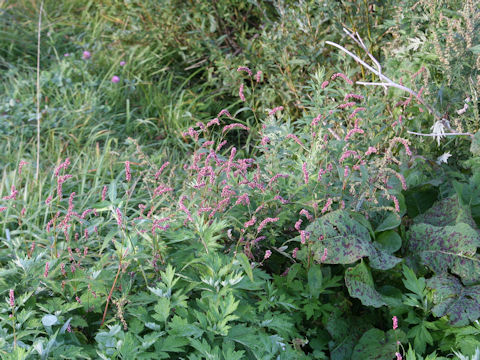 Persicaria longiseta