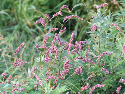 Persicaria longiseta