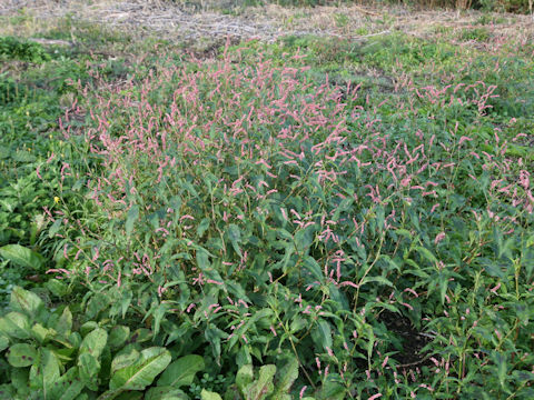 Persicaria longiseta