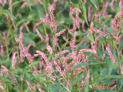 Persicaria longiseta