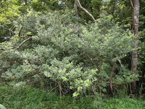 Ilex crenata