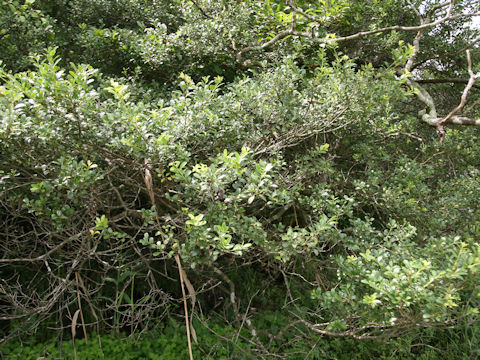 Ilex crenata