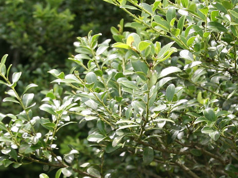 Ilex crenata