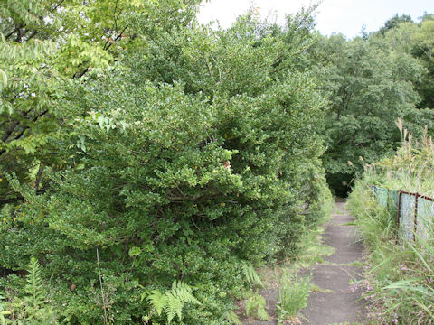 Ilex crenata