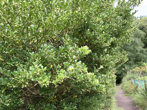 Ilex crenata