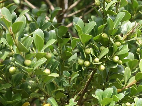 Ilex crenata