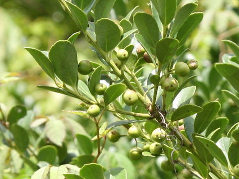 Ilex crenata