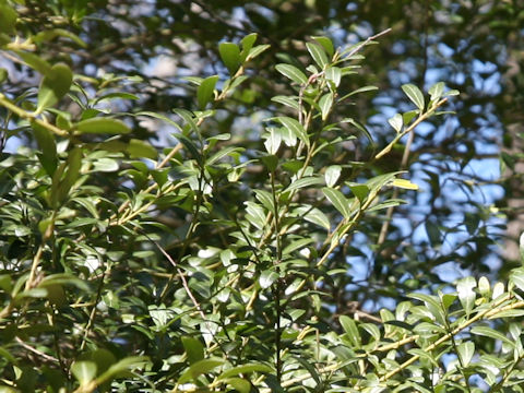 Ilex crenata