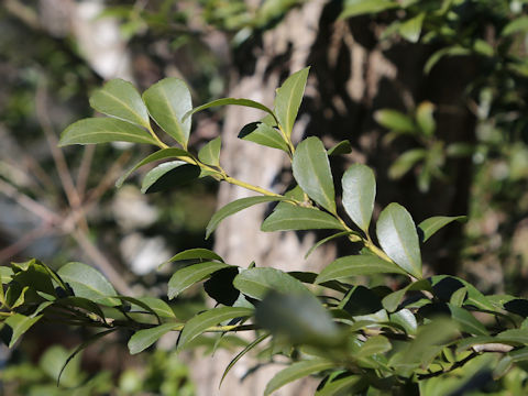 Ilex crenata