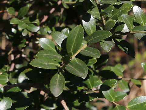 Ilex crenata