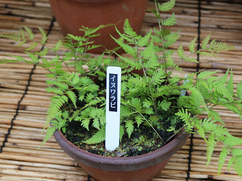 Athyrium niponicum