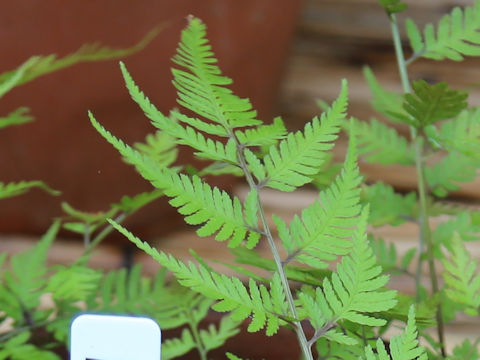 Athyrium niponicum