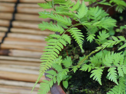Athyrium niponicum