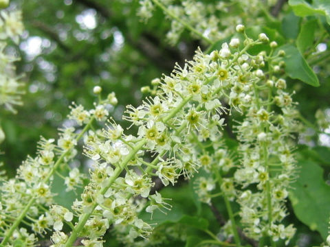 Prunus buergeriana