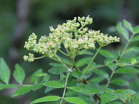 Zanthoxylum schinifolium