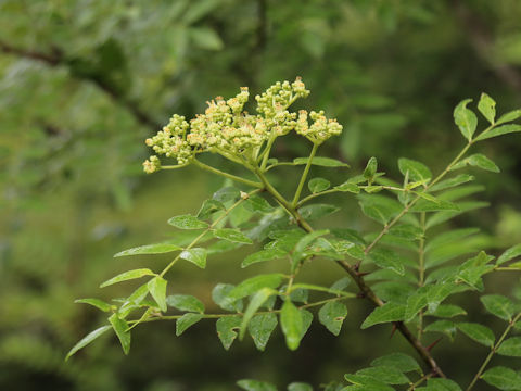 Zanthoxylum schinifolium
