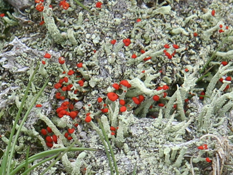 Cladonia vulcani