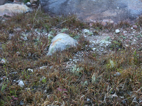 Cladonia vulcani