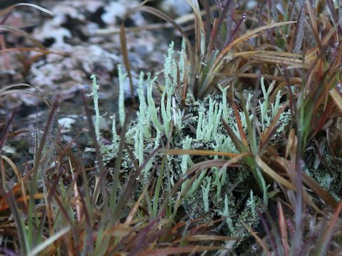 Cladonia vulcani