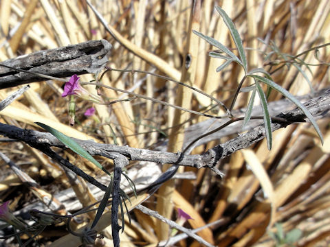 Ipomoea costellata