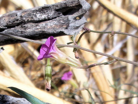 Ipomoea costellata