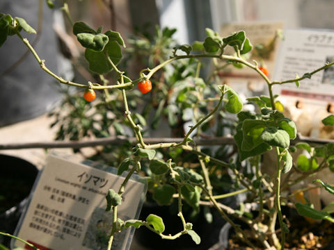 Solanum miyakojimense