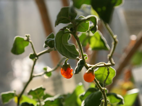 Solanum miyakojimense