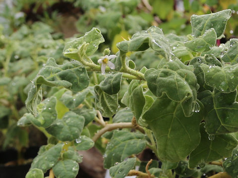 Solanum miyakojimense