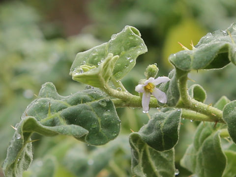 Solanum miyakojimense