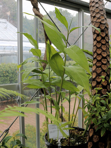 Alpinia flabellata