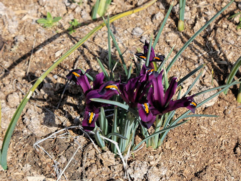 Iris reticulata