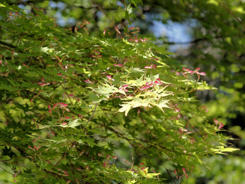 Acer palmatum