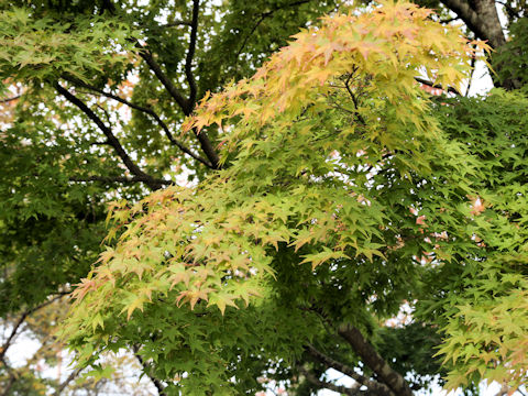 Acer palmatum