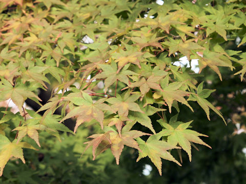 Acer palmatum