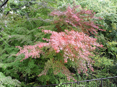 Acer palmatum