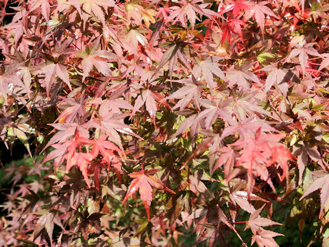 Acer palmatum