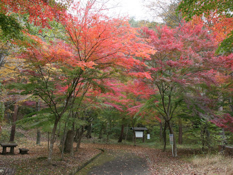 Acer palmatum