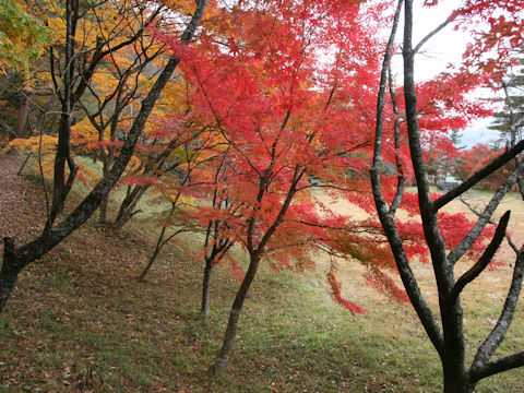 Acer palmatum