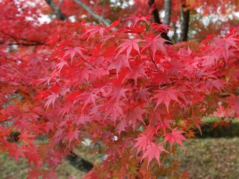 Acer palmatum