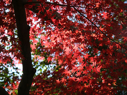 Acer palmatum