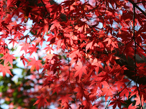 Acer palmatum