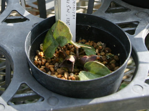 Heterotropa savatieri ssp. pseudosavatieri var. isenum