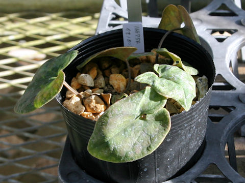 Asarum savatieri ssp. pseudosavatieri var. isenum