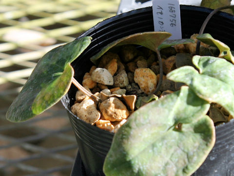 Asarum savatieri ssp. pseudosavatieri var. isenum