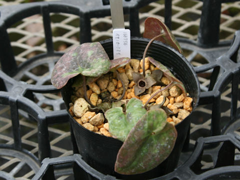 Asarum savatieri ssp. pseudosavatieri var. isenum