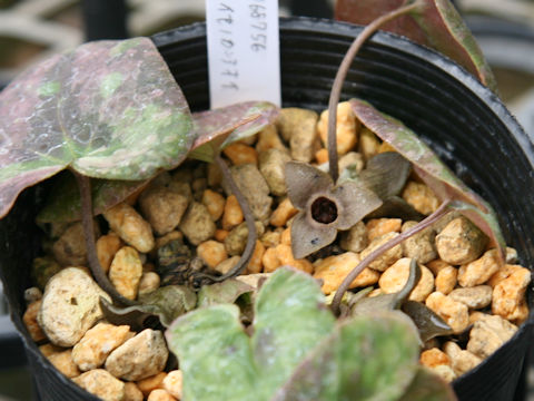 Asarum savatieri ssp. pseudosavatieri var. isenum