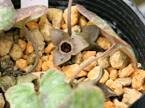 Asarum savatieri ssp. pseudosavatieri var. isenum