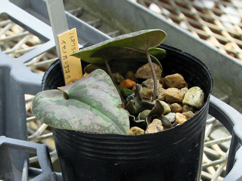 Asarum savatieri ssp. pseudosavatieri var. isenum